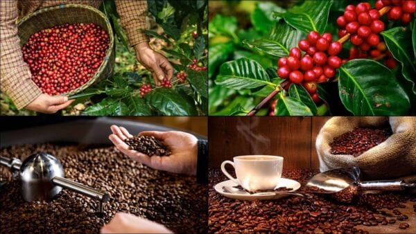 Quy Trinh San Xuat Ca Phe 2