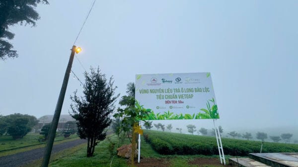 Trà Shan Tuyết: Lợi Ích Vàng và Tiềm Năng Kinh Doanh Đột Phá 6 Trà 8